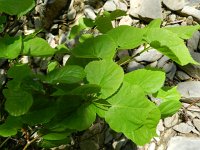 Tilia platyphyllos 6, Zomerlinde, Saxifraga-Rutger Barendse