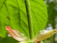 Tilia platyphyllos 8, Zomerlinde, Saxifraga-Rutger Barendse