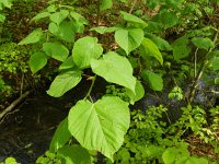 Tilia platyphyllos 9, Zomerlinde, Saxifraga-Rutger Barendse