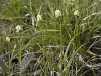 Tofieldia pusilla 8, Saxifraga-Willem van Kruijsbergen
