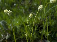 Tofieldia pusilla 1, Saxifraga-Willem van Kruijsbergen