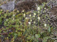 Tofieldia pusilla 2, Saxifraga-Peter Stein