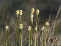 Tofieldia pusilla 3, Saxifraga-Peter Stein