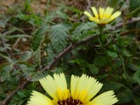 Tolpis barbata 10, Saxifraga-Ed Stikvoort