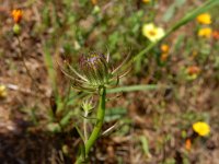 Tolpis barbata 11, Saxifraga-Ed Stikvoort