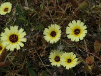 Tolpis barbata 4, Saxifraga-Jan van der Straaten