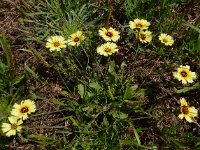 Tolpis barbata 7, Saxifraga-Ed Stikvoort