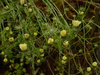 Tolpis barbata ssp umbellata 1, Saxifraga-Ed Stikvoort