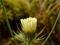 Tolpis barbata ssp umbellata 3, Saxifraga-Ed Stikvoort