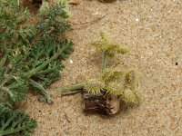 Torilis nodosa, Knotted Hedge-parsley