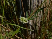 Torilis nodosa 21, Knopig doornzaad, Saxifraga-Peter Meininger