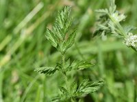 Torilis nodosa 22, Knopig doornzaad, Saxifraga-Sonja Bouwman  949. Knopig doornzaad - Torilis nodosa - Apiaceae familie (i)