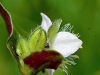 Tradescantia fluminensis 11, Vaderplant, Saxifraga-Sonja Bouwman  1091. Vaderplant - Tradescantia fluminensis - Commelinaceae familie (zw)