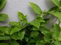 Tradescantia fluminensis 2, Vaderplant, Saxifraga-Ed Stikvoort