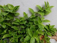 Tradescantia fluminensis 6, Vaderplant, Saxifraga-Ed Stikvoort