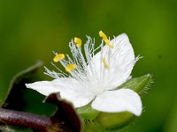 Tradescantia fluminensis 8, Vaderplant, Saxifraga-Sonja Bouwman  1091. Vaderplant - Tradescantia fluminensis - Commelinaceae familie (zw)