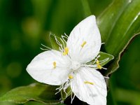 Tradescantia fluminensis 9, Vaderplant, Saxifraga-Sonja Bouwman  1091. Vaderplant - Tradescantia fluminensis - Commelinaceae familie (zw) Nieuwegein