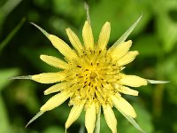 Tragopogon dubius 16, Bleke morgenster, Saxifraga-Sonja Bouwman  756. Bleke morgenster - Tragopogon dubius - Asteraceae familie (i) Den Haag, Gouda, Woerden, Leiden