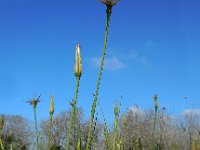 Tragopogon porrifolius ssp longirostris 33, Saxifraga-Ed Stikvoort