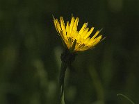 Tragopogon pratensis 21, Gele morgenster, Saxifraga-Jan van der Straaten