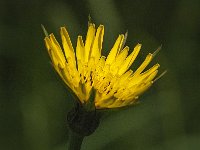 Tragopogon pratensis 22, Gele morgenster, Saxifraga-Jan van der Straaten