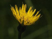 Tragopogon pratensis 23, Gele morgenster, Saxifraga-Jan van der Straaten