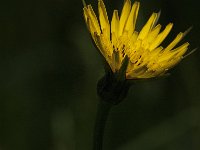 Tragopogon pratensis 24, Gele morgenster, Saxifraga-Jan van der Straaten