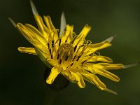 Tragopogon pratensis 26, Gele morgenster, Saxifraga-Jan van der Straaten