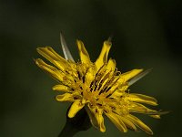 Tragopogon pratensis 27, Gele morgenster, Saxifraga-Jan van der Straaten