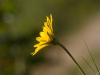 Tragopogon pratensis 56, Gele morgenster, Saxifraga-Jan Nijendijk