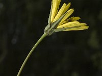 Tragopogon pratensis ssp orientalis 5, Oosterse morgenster, Saxifraga-Marijke Verhagen