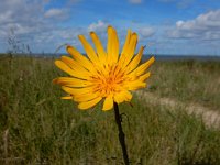 Tragopogon pratensis ssp orientalis 56, Oosterse morgenster, Saxifraga Peter Meininger