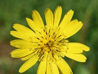 Tragopogon pratensis ssp orientalis 71, Oosterse morgenster, Saxifraga-Sonja Bouwman  Oosterse morgenster - Tragopogon pratensis ssp. orientalis - Asteraceae familie; Haute Nendaz (Zw)