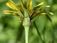 Tragopogon pratensis ssp pratensis 75, Gele morgenster, Saxifraga-Sonja Bouwman