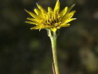 Tragopogon pratensis 18, Gele morgenster, Saxifraga-Jan van der Straaten