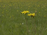 Tragopogon pratensis 19, Gele morgenster, Saxifraga-Willem van Kruijsbergen