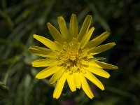 Tragopogon pratensis 2, Gele morgenster, Saxifraga-Jan van der Straaten