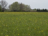 Tragopogon pratensis 20, Gele morgenster, Saxifraga-Willem van Kruijsbergen