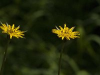 Tragopogon pratensis 25, Gele morgenster, Saxifraga-Jan van der Straaten