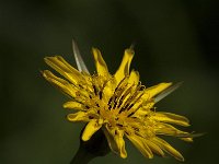 Tragopogon pratensis 27, Gele morgenster, Saxifraga-Jan van der Straaten