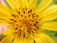 Tragopogon pratensis 32, Gele morgenster, Saxifraga-Peter Meininger (2)