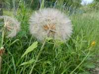 Tragopogon pratensis 40, Gele morgenster, Saxifraga-Rutger Barendse