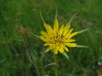 Tragopogon pratensis ssp minor 33, Kleine morgenster, Saxifraga-Ed Stikvoort