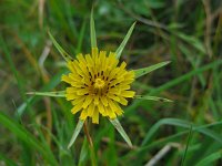 Tragopogon pratensis ssp minor 34, Kleine morgenster, Saxifraga-Ed Stikvoort