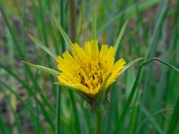 Tragopogon pratensis ssp minor 36, Kleine morgenster, Saxifraga-Ed Stikvoort