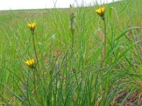 Tragopogon pratensis ssp minor 37, Kleine morgenster, Saxifraga-Ed Stikvoort