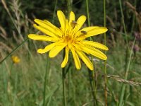 Tragopogon pratensis ssp orientalis 17, Oosterse morgenster, Saxifraga-Jan Willem Jongepier