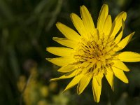 Tragopogon pratensis ssp orientalis 28, Oosterse morgenster, Saxifraga-Jan van der Straaten