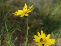 Tragopogon pratensis ssp orientalis 3, Oosterse morgenster, Saxifraga-Jan van der Straaten