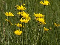 Tragopogon pratensis ssp orientalis 30, Oosterse morgenster, Saxifraga-Jan van der Straaten